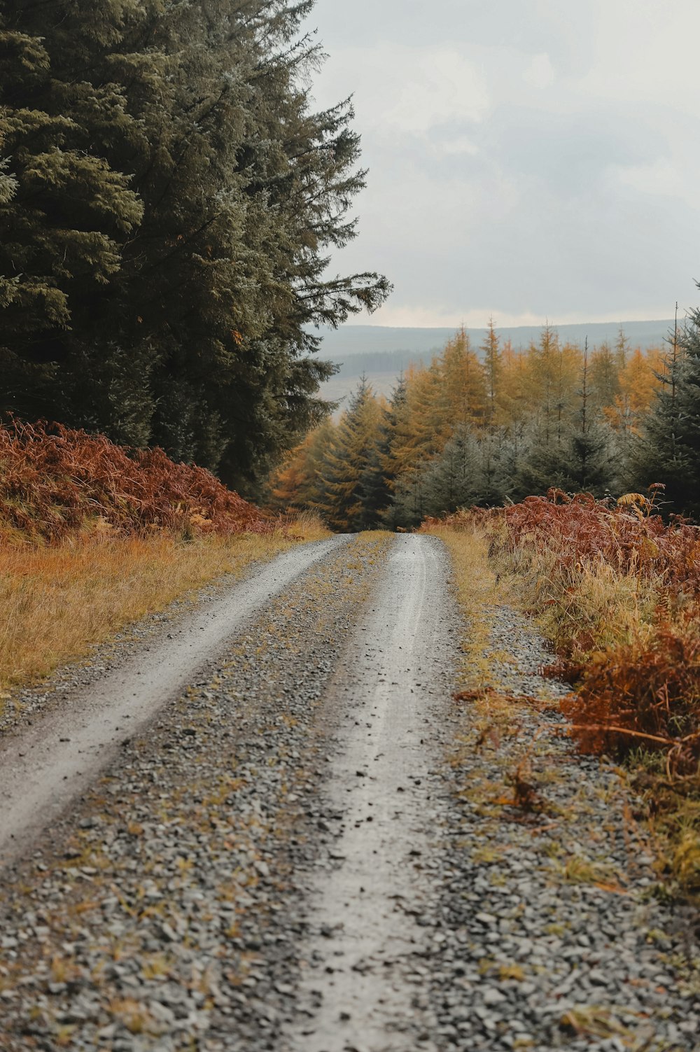 a gravel road in the middle of a forest