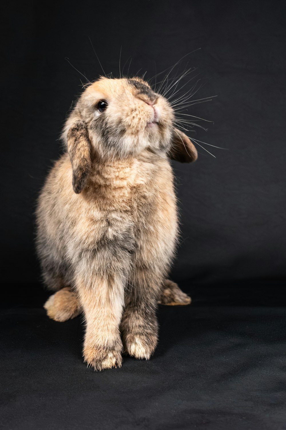 a small brown and white rabbit on a black background