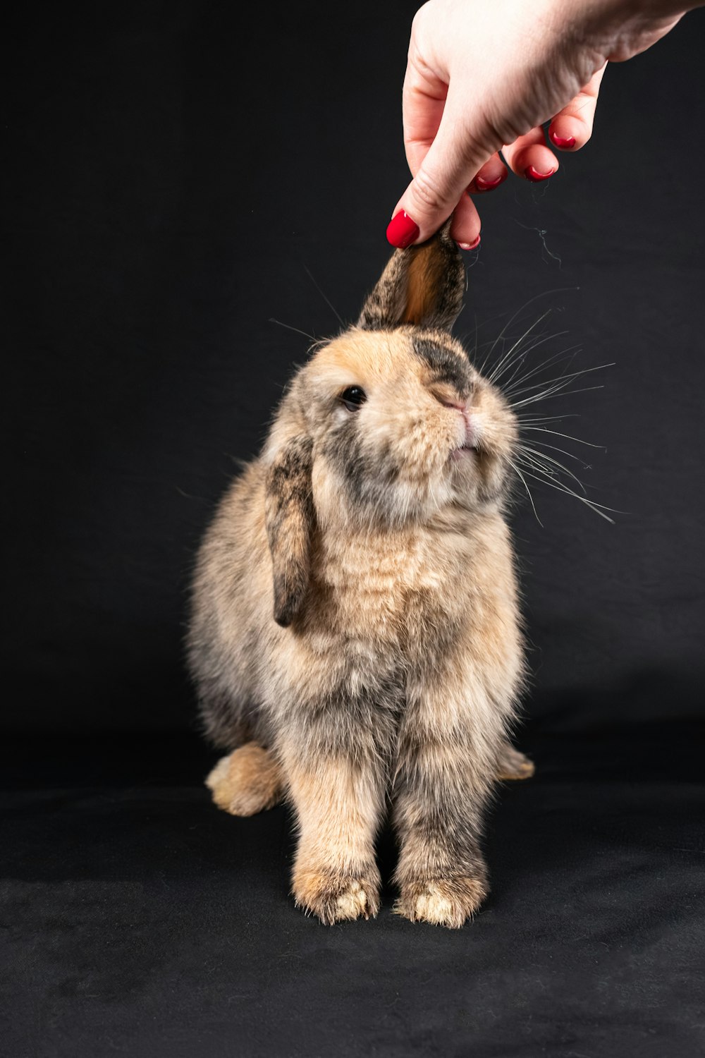 a person feeding a rabbit with a carrot