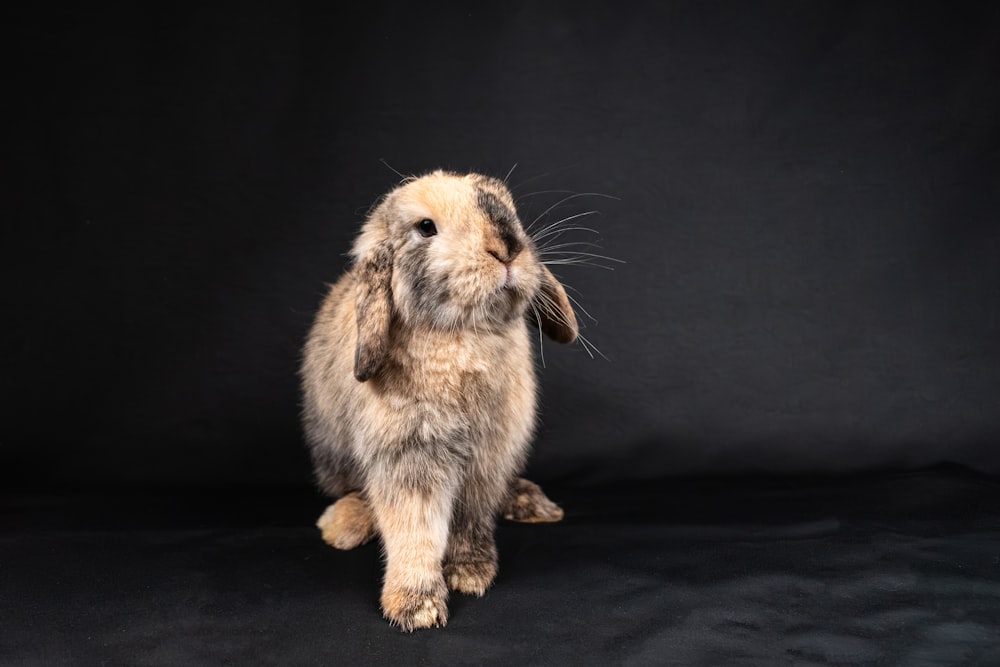 a brown and white rabbit sitting on top of a black background