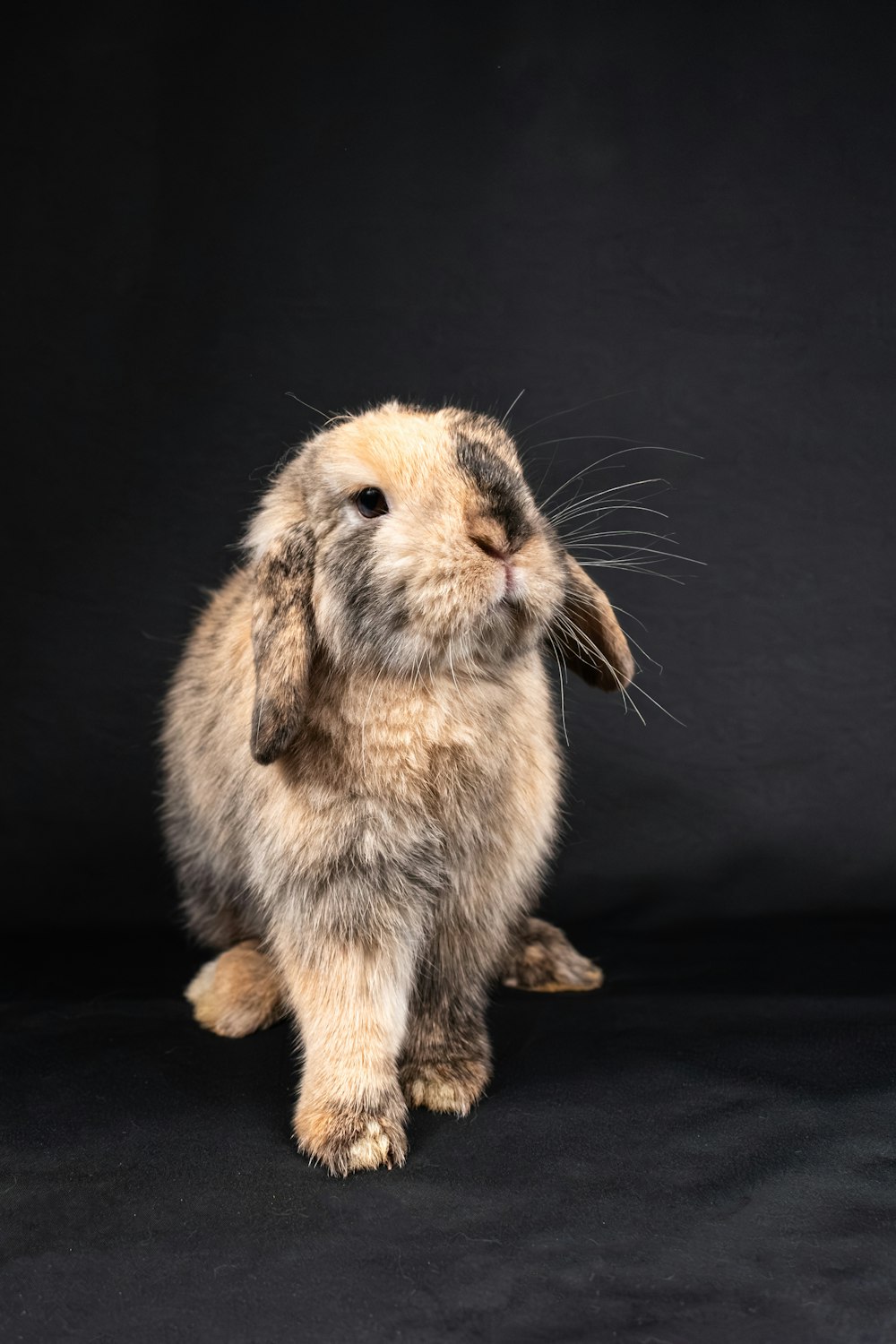 a small rabbit sitting on top of a black surface