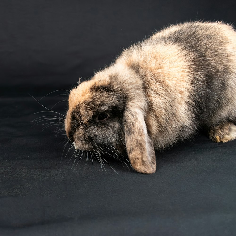 a brown and white rabbit sitting on top of a black surface