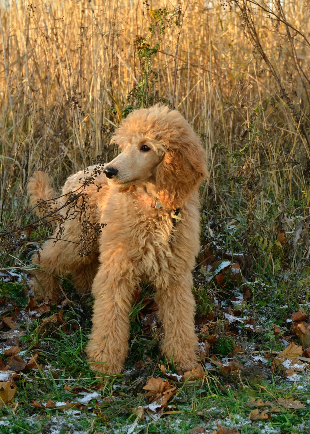 a brown poodle standing in a field of grass