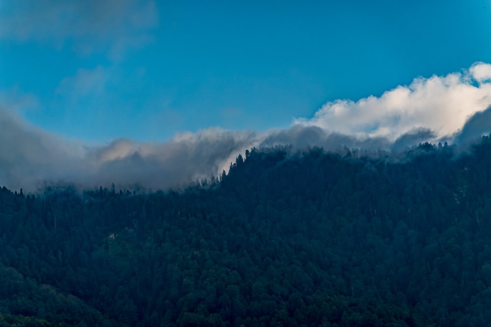 a plane flying over a forest covered in clouds