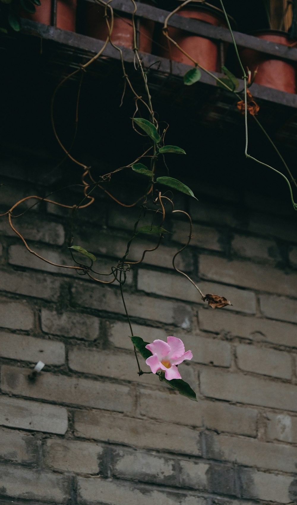 a pink flower hanging from a brick wall
