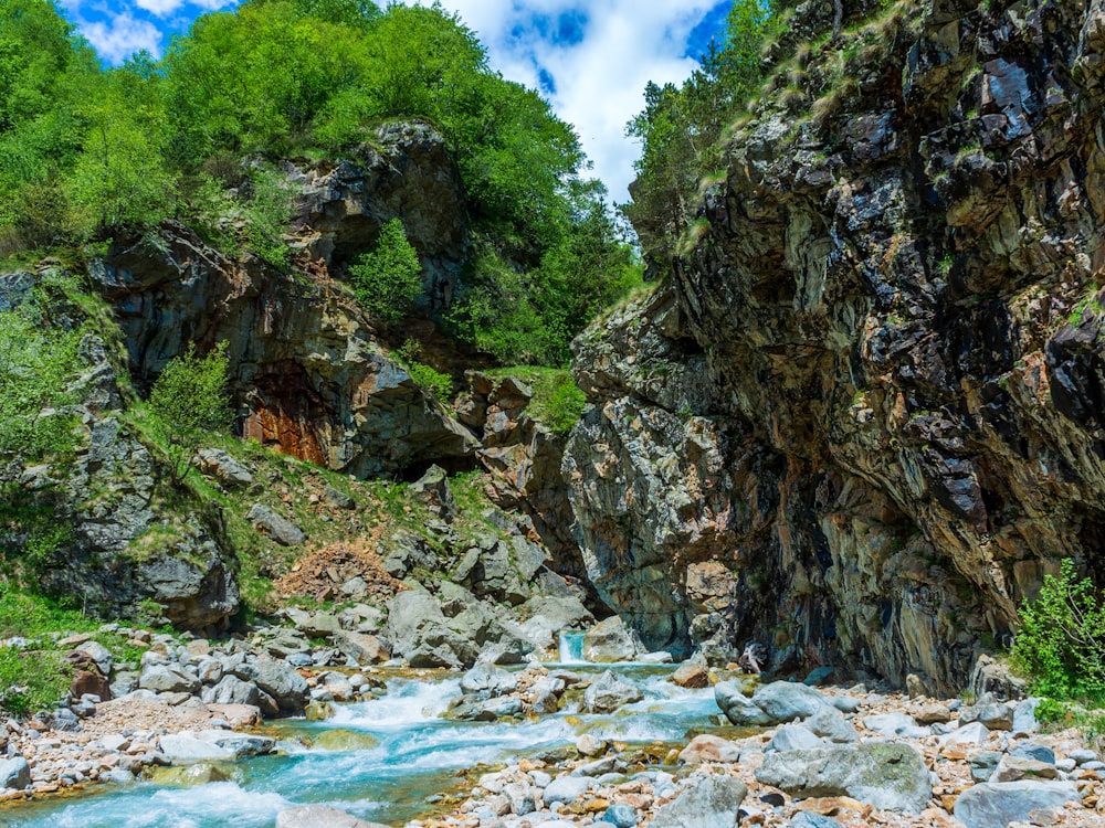 a river running through a lush green forest