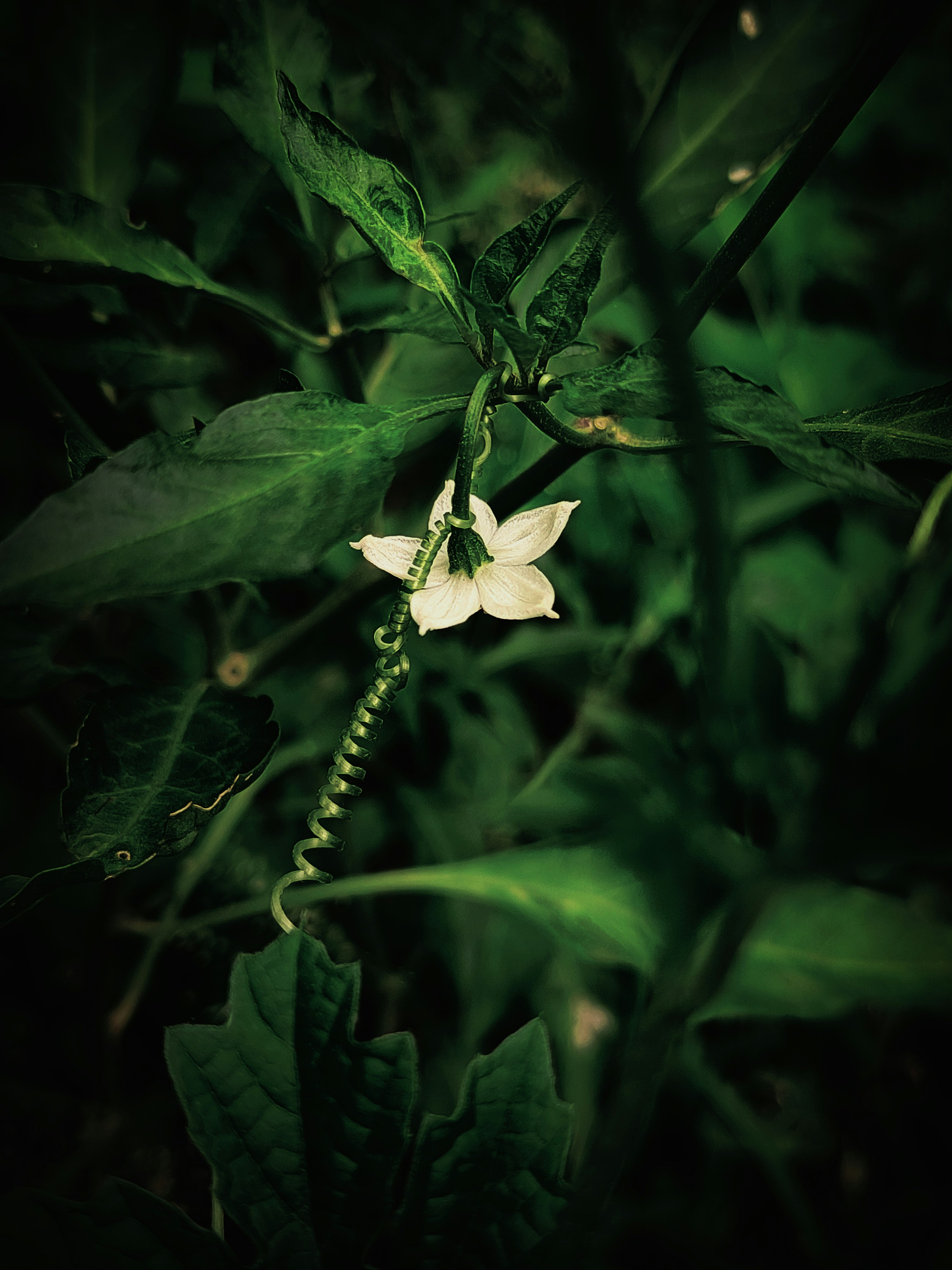 Photo by sujaypaulsp