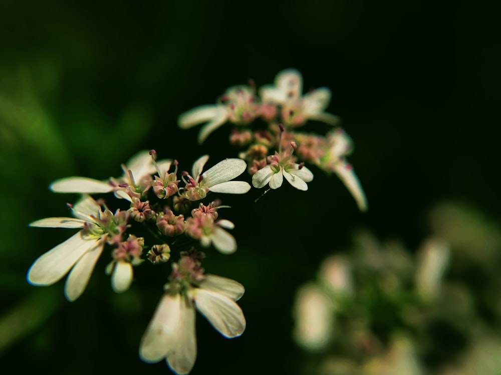 a close up of a small white flower