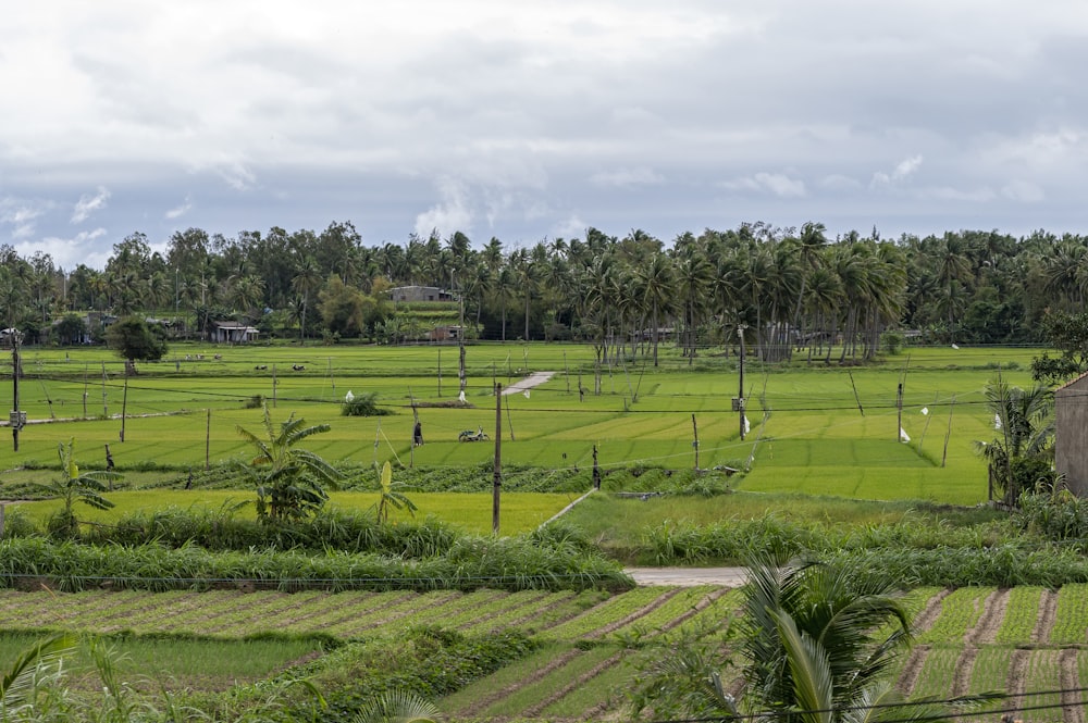 a lush green field with trees in the background