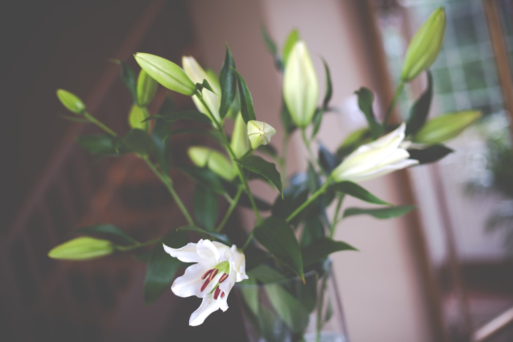 a vase filled with white flowers on top of a table