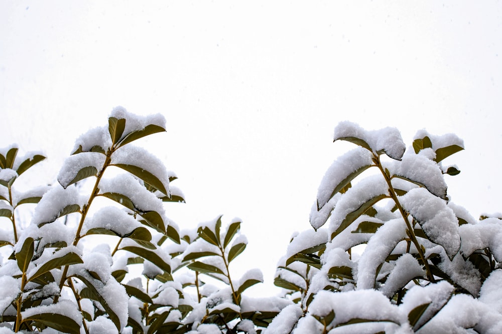 a snow covered tree branch with a white sky in the background