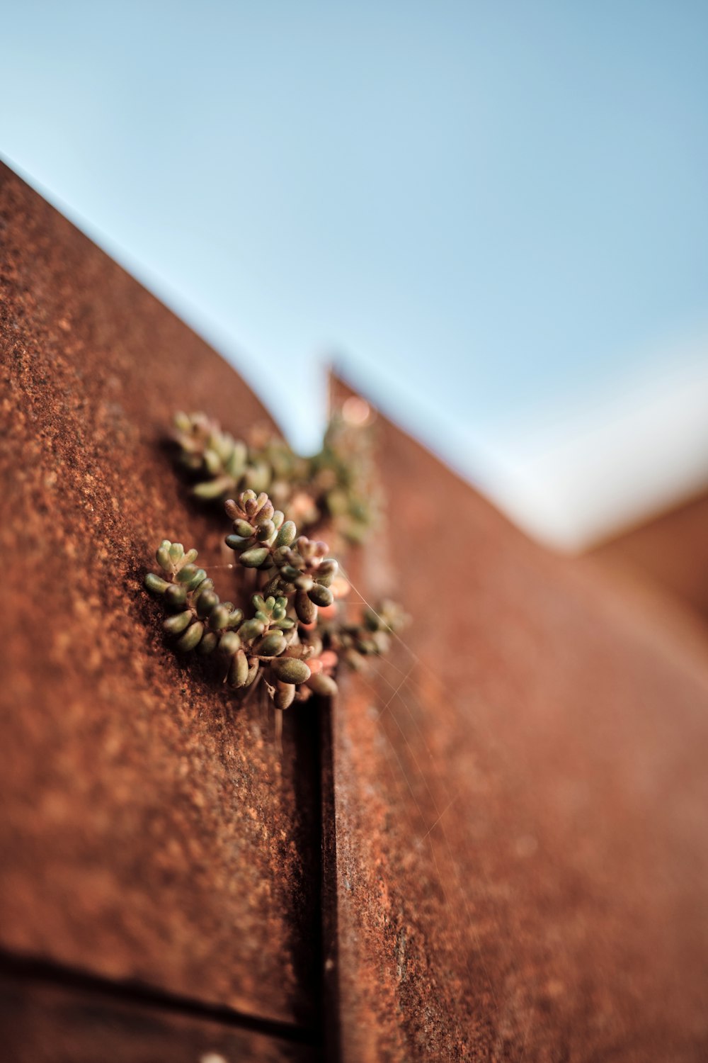 a close up of a plant growing on the side of a building
