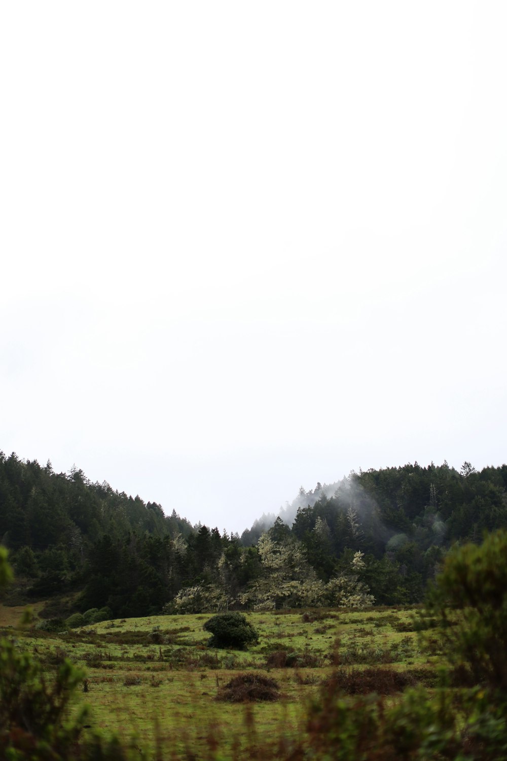 a grassy field with trees in the background