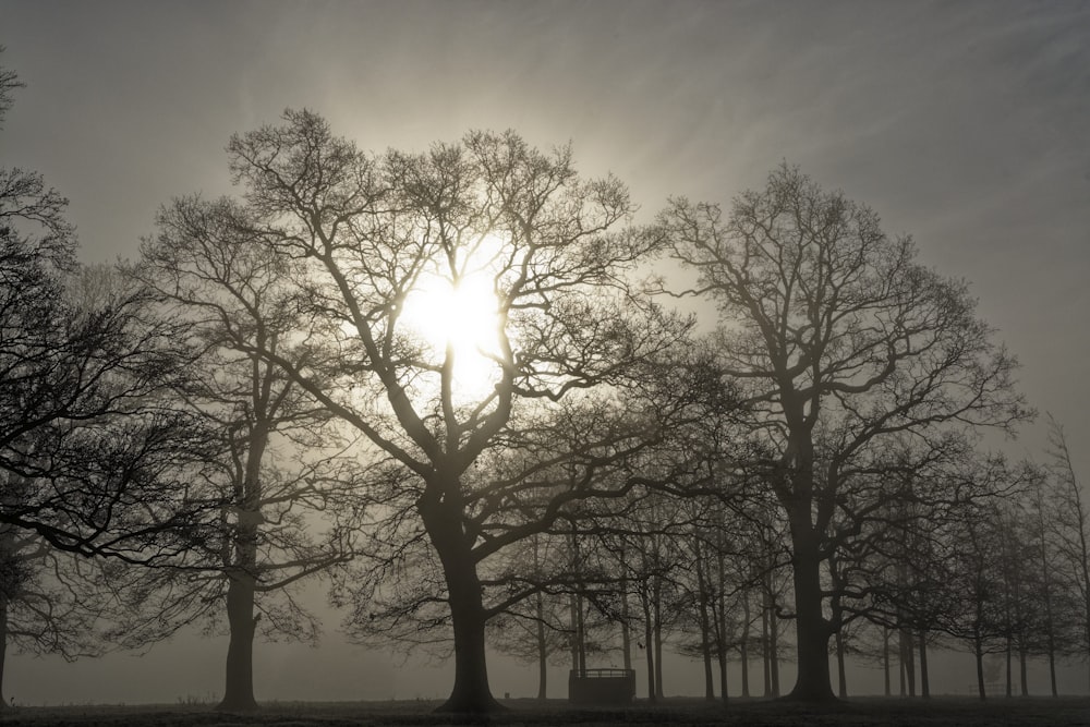 the sun is shining through the foggy trees