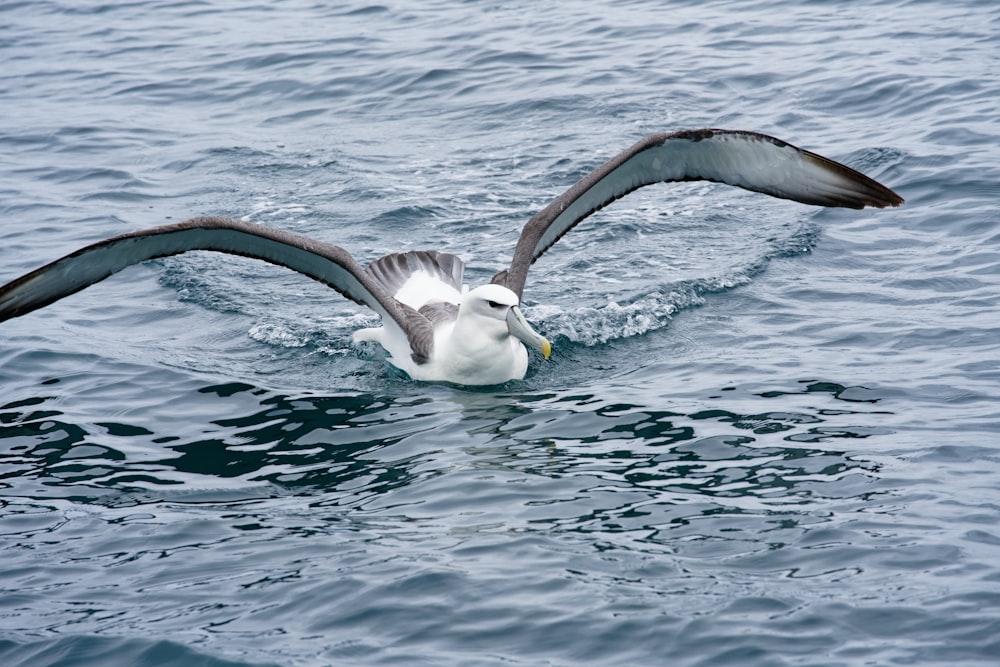 a seagull flying over a body of water