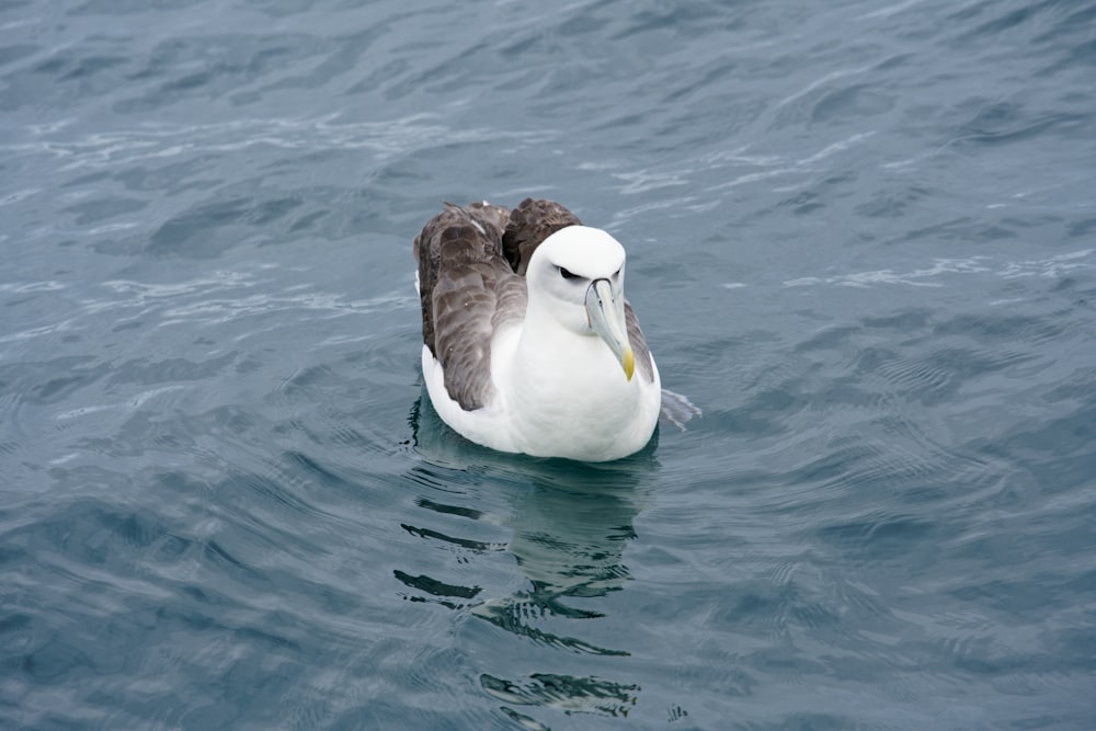 a seagull floating in the water with its wings spread