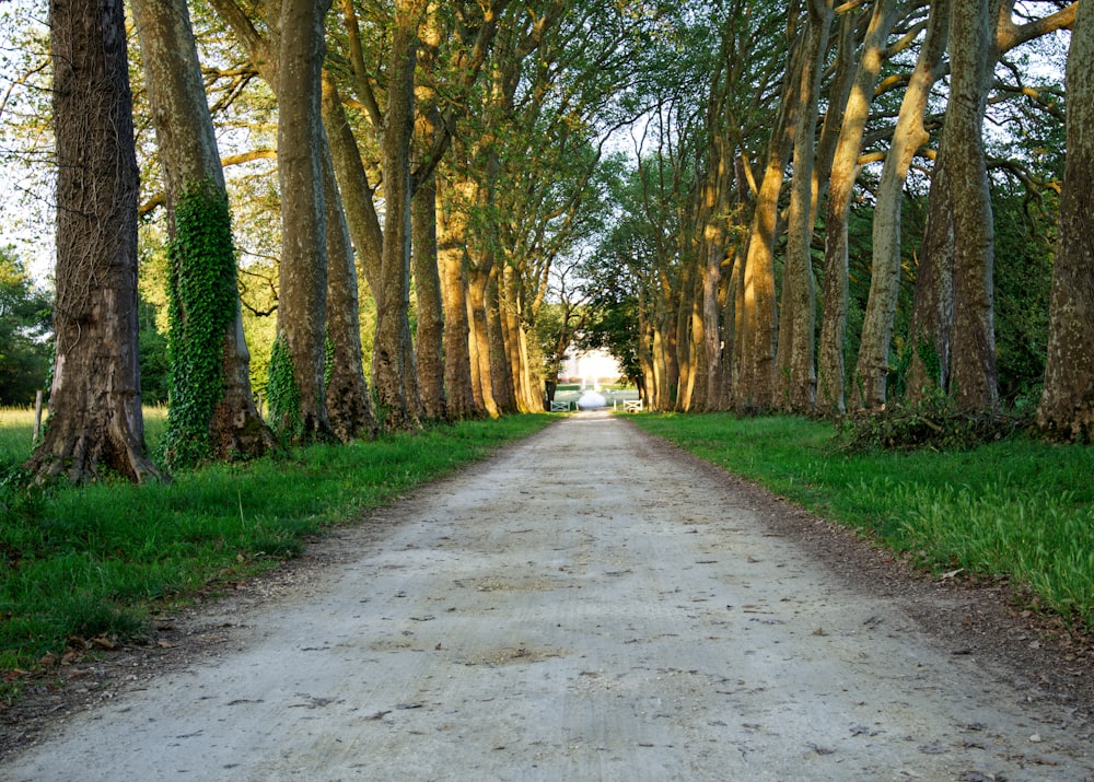 a dirt road surrounded by trees and grass