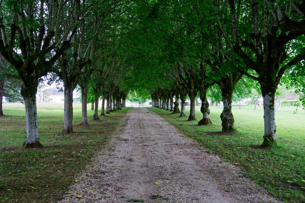 uma estrada de terra cercada por árvores e grama