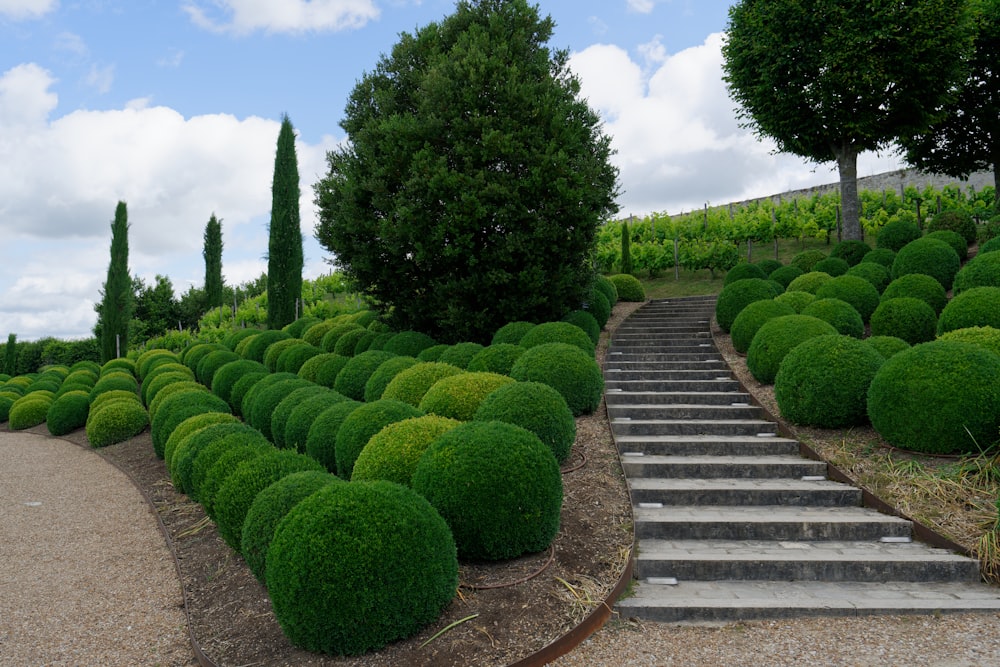 a set of steps leading up to a lush green garden