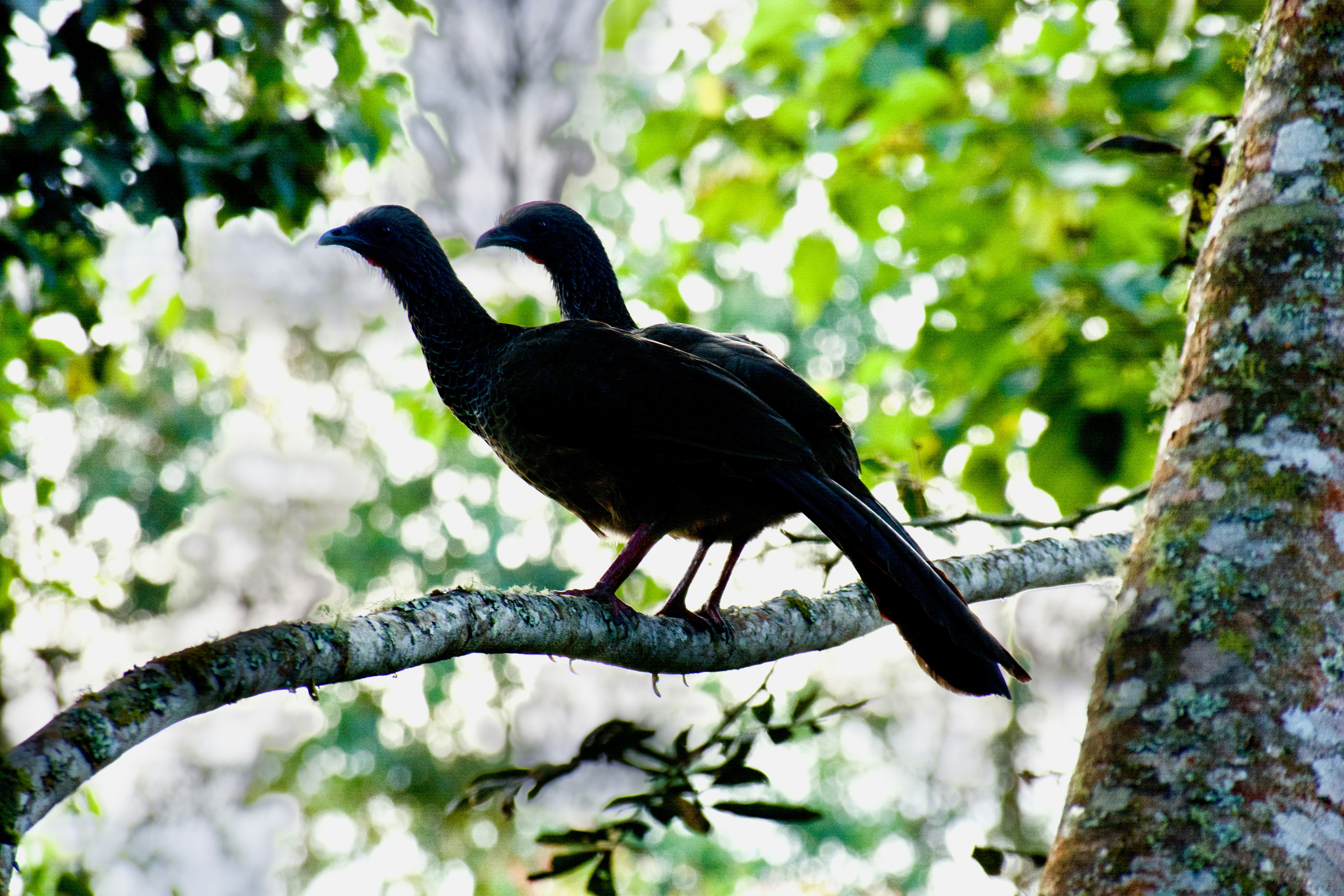 San Agustín, Colombia - None