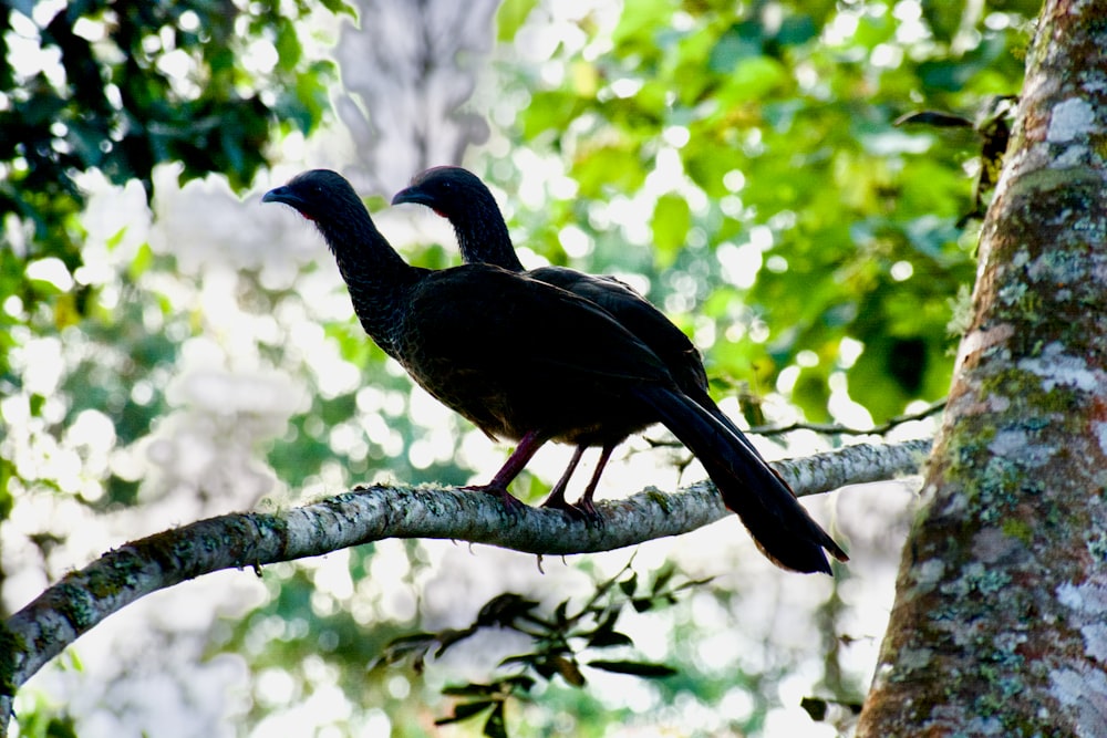 a couple of birds sitting on top of a tree branch