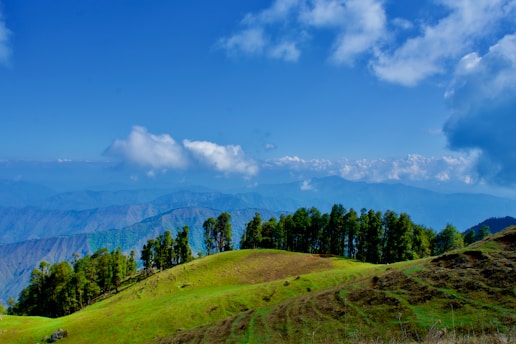 a grassy hill with trees on top of it