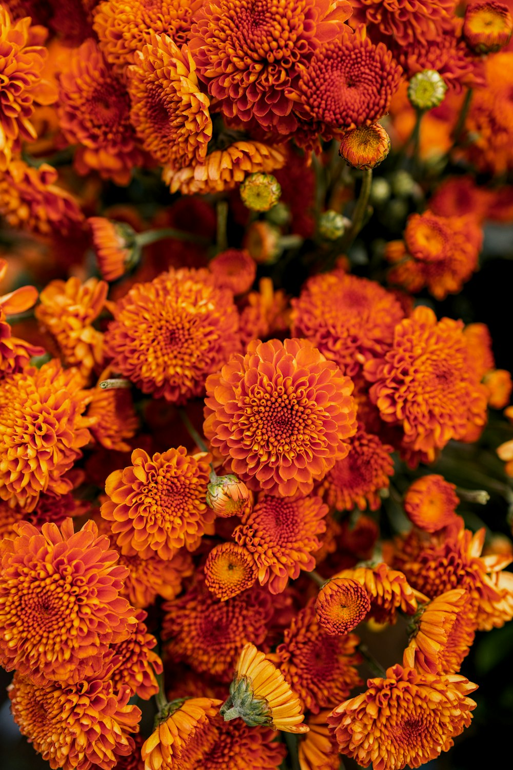 a close up of a bunch of orange flowers