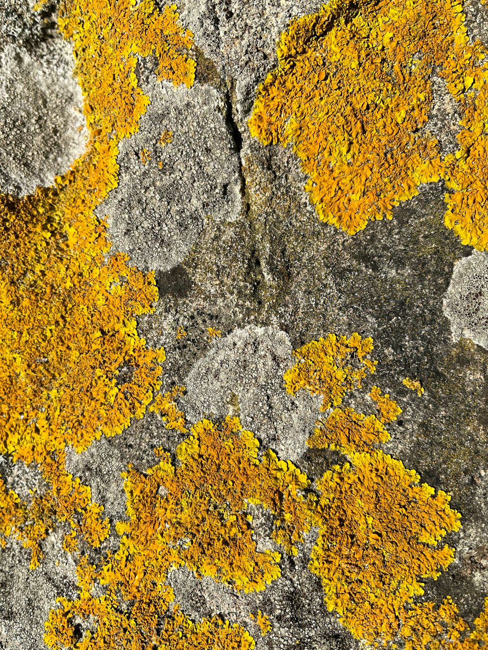 a close up of a rock with yellow moss growing on it