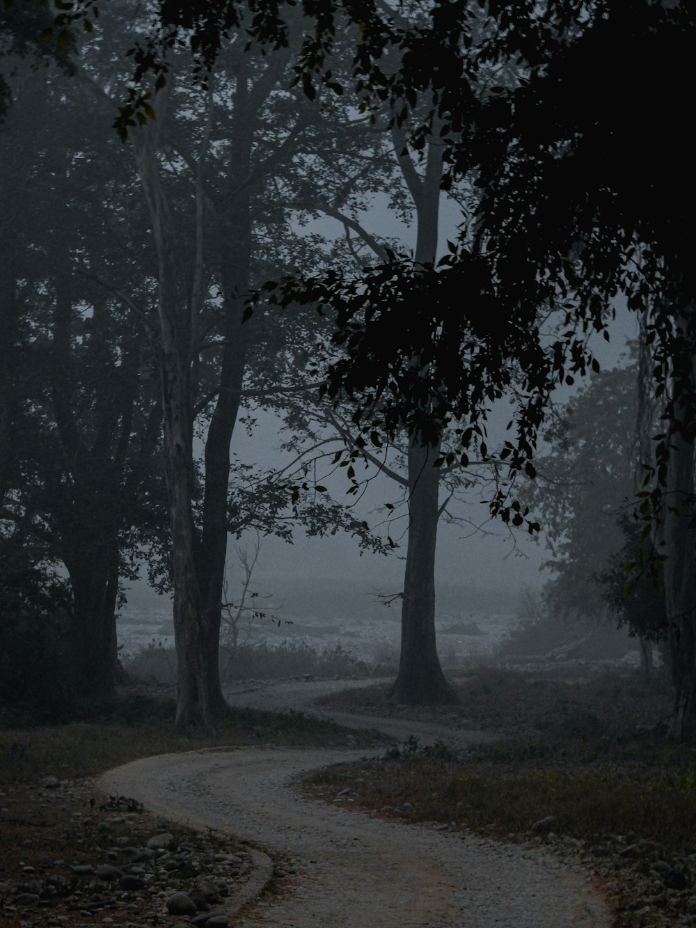 a path in the woods on a foggy day