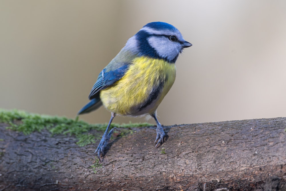 a blue and yellow bird sitting on a branch
