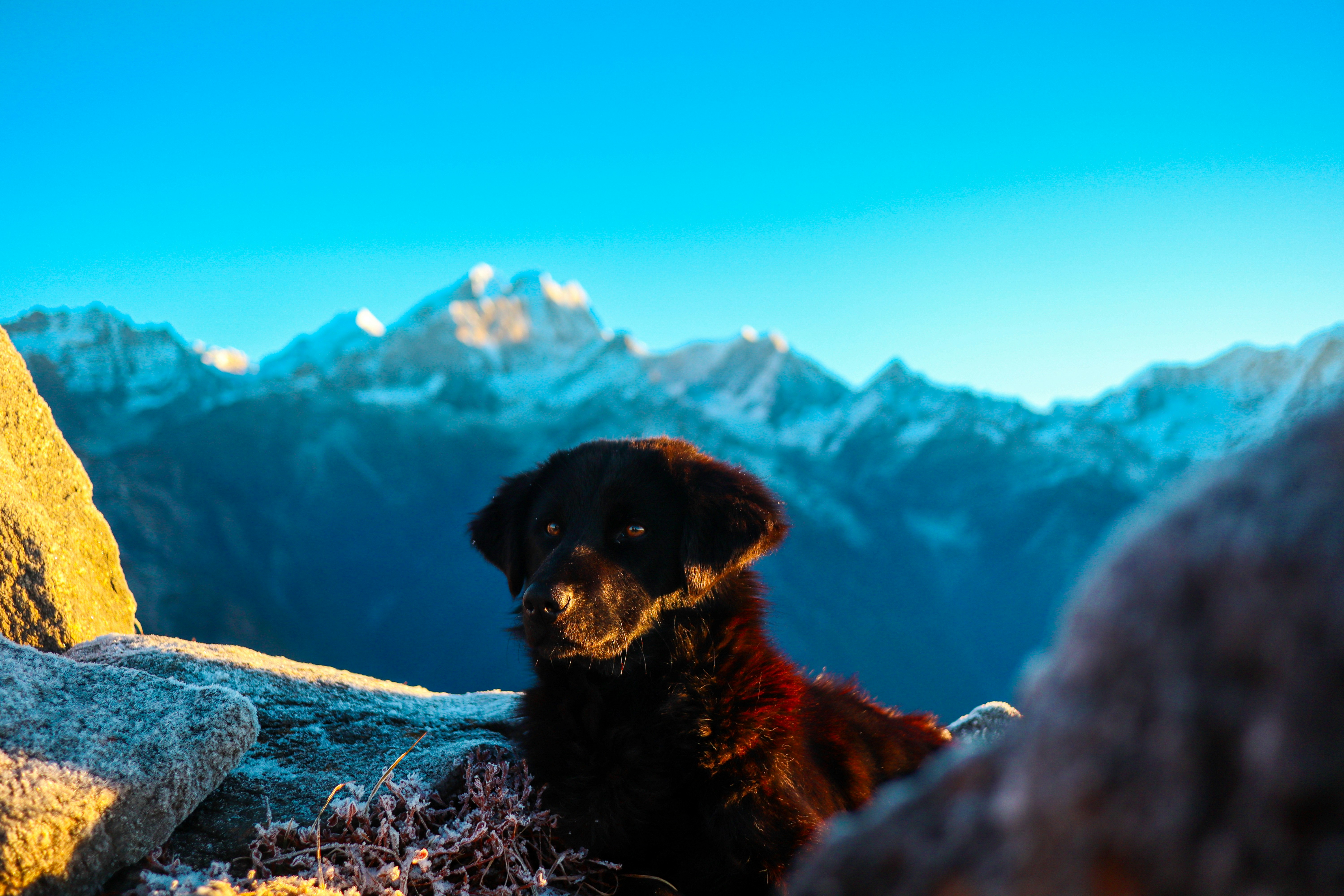 a black dog sitting on top of a mountain