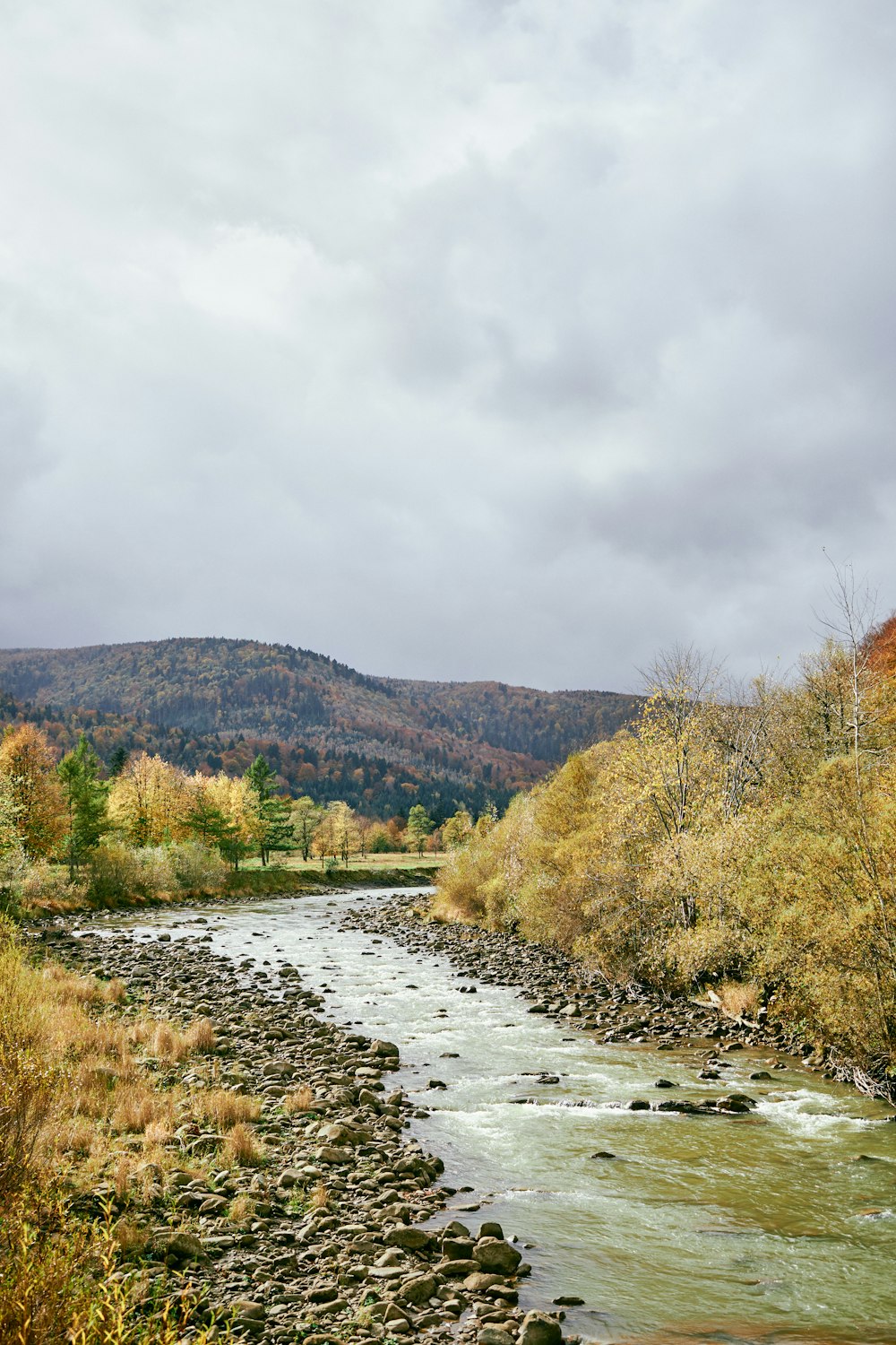 Un río que atraviesa un frondoso bosque verde