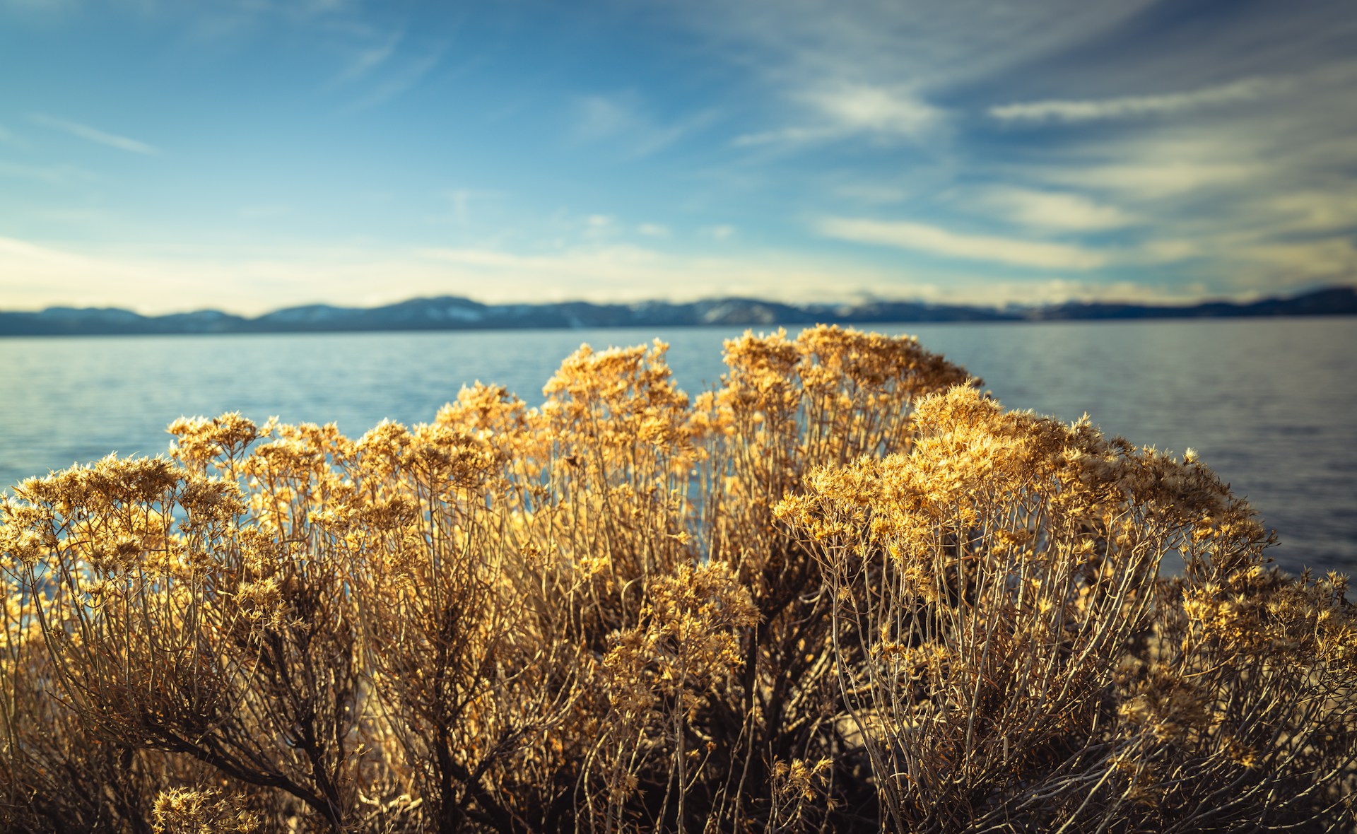 a bush with yellow flowers next to a body of water