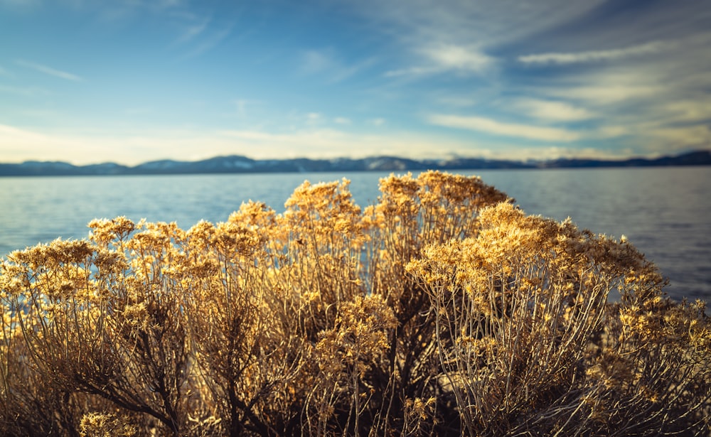 a bush with yellow flowers next to a body of water