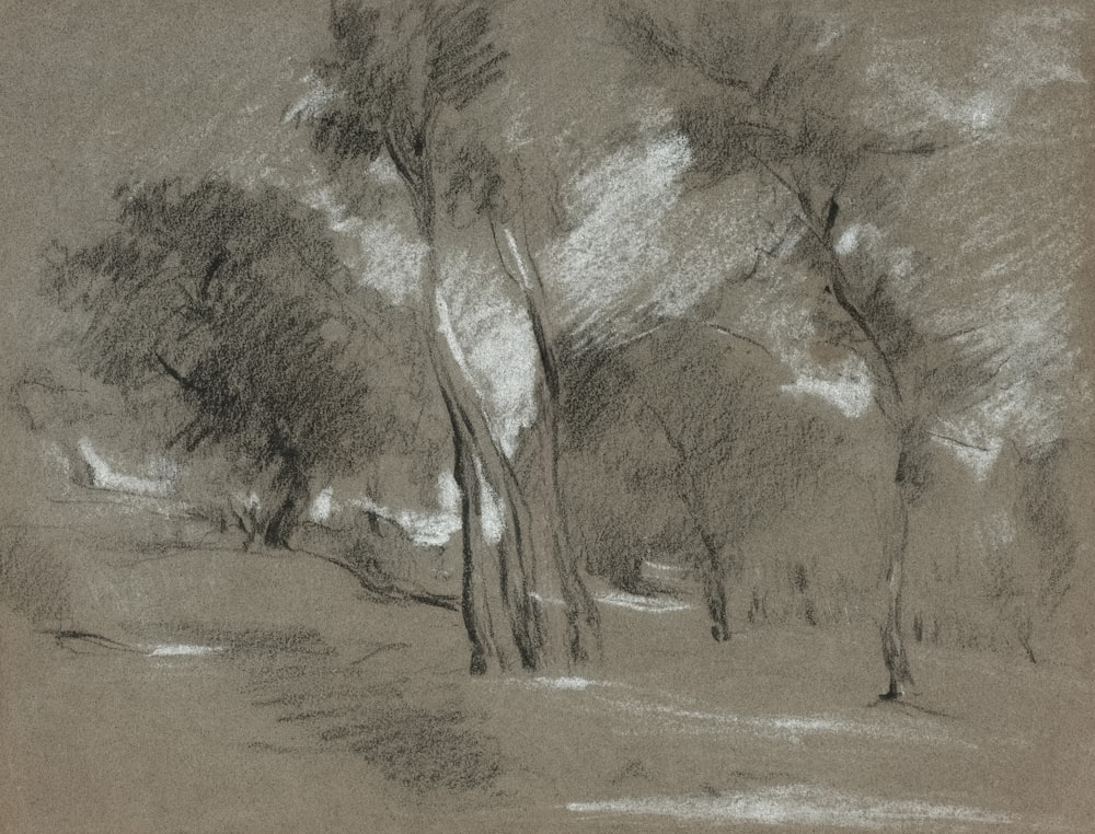 a pencil drawing of trees in a field