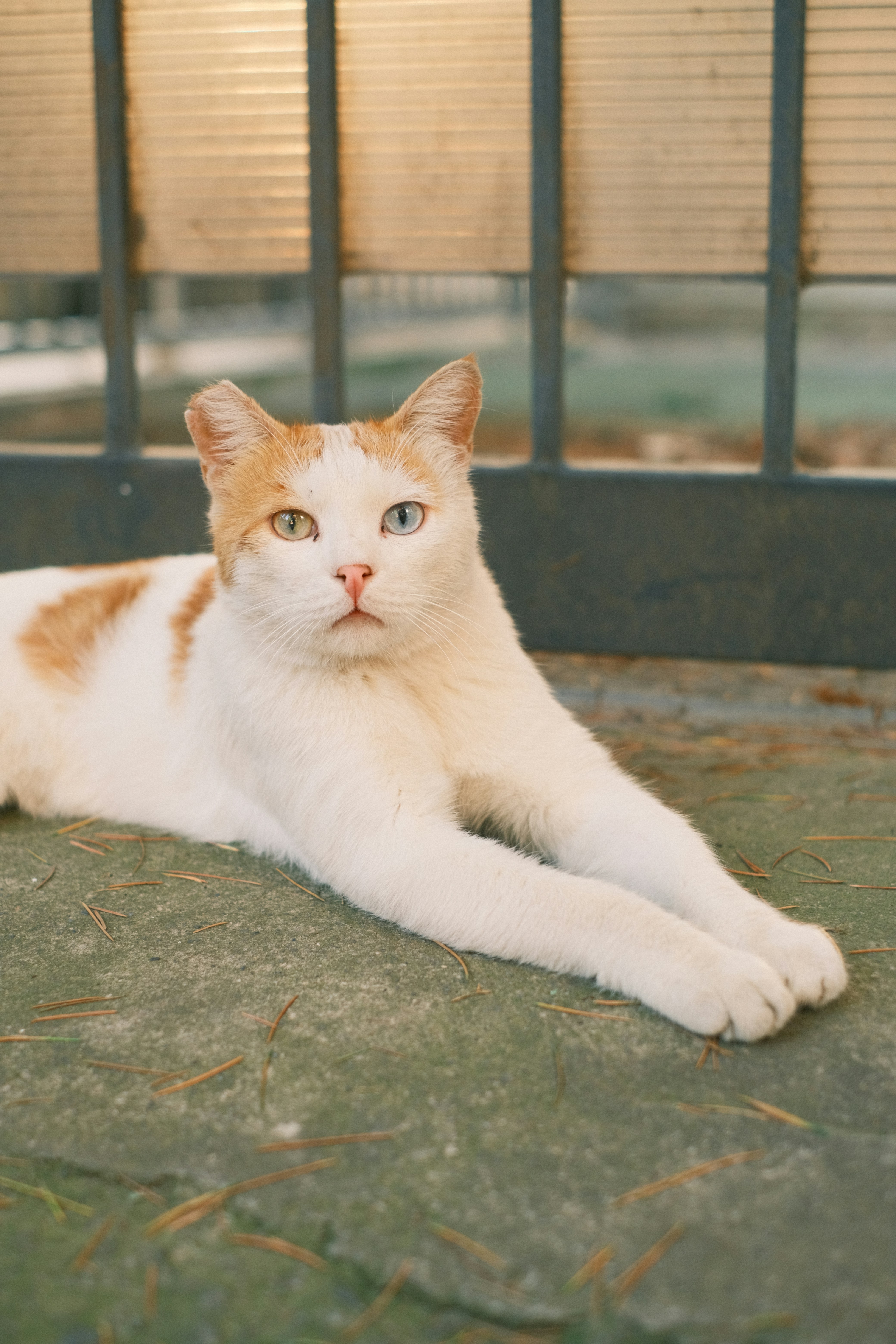 an orange and white cat laying on the ground