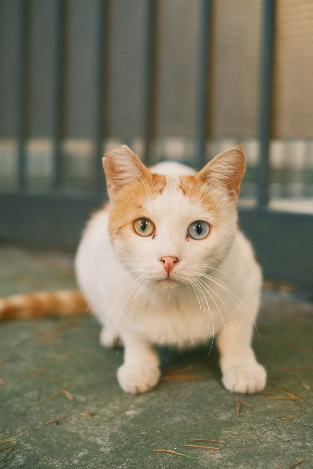 an orange and white cat sitting on the ground