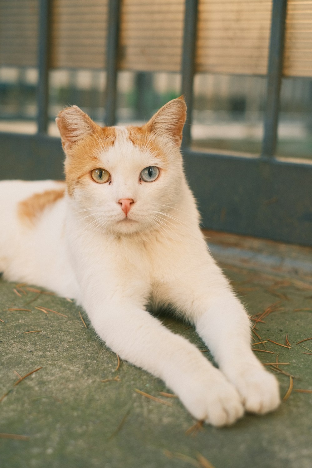 a white and orange cat laying on the ground