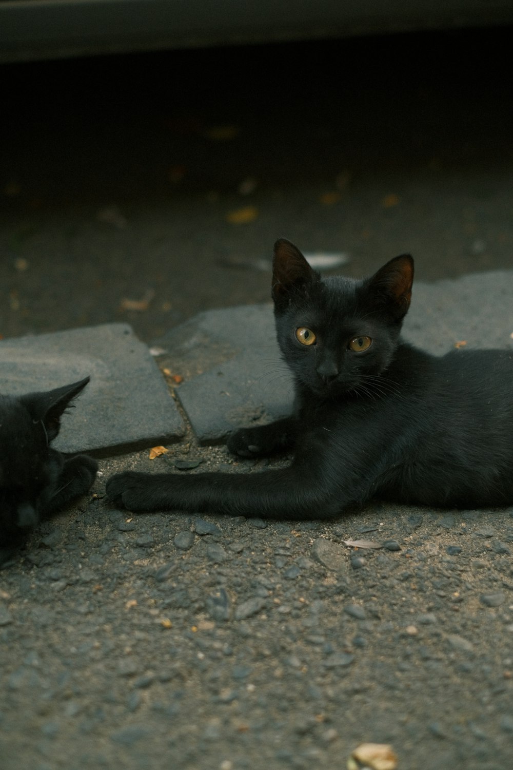 two black cats laying on the ground next to a car