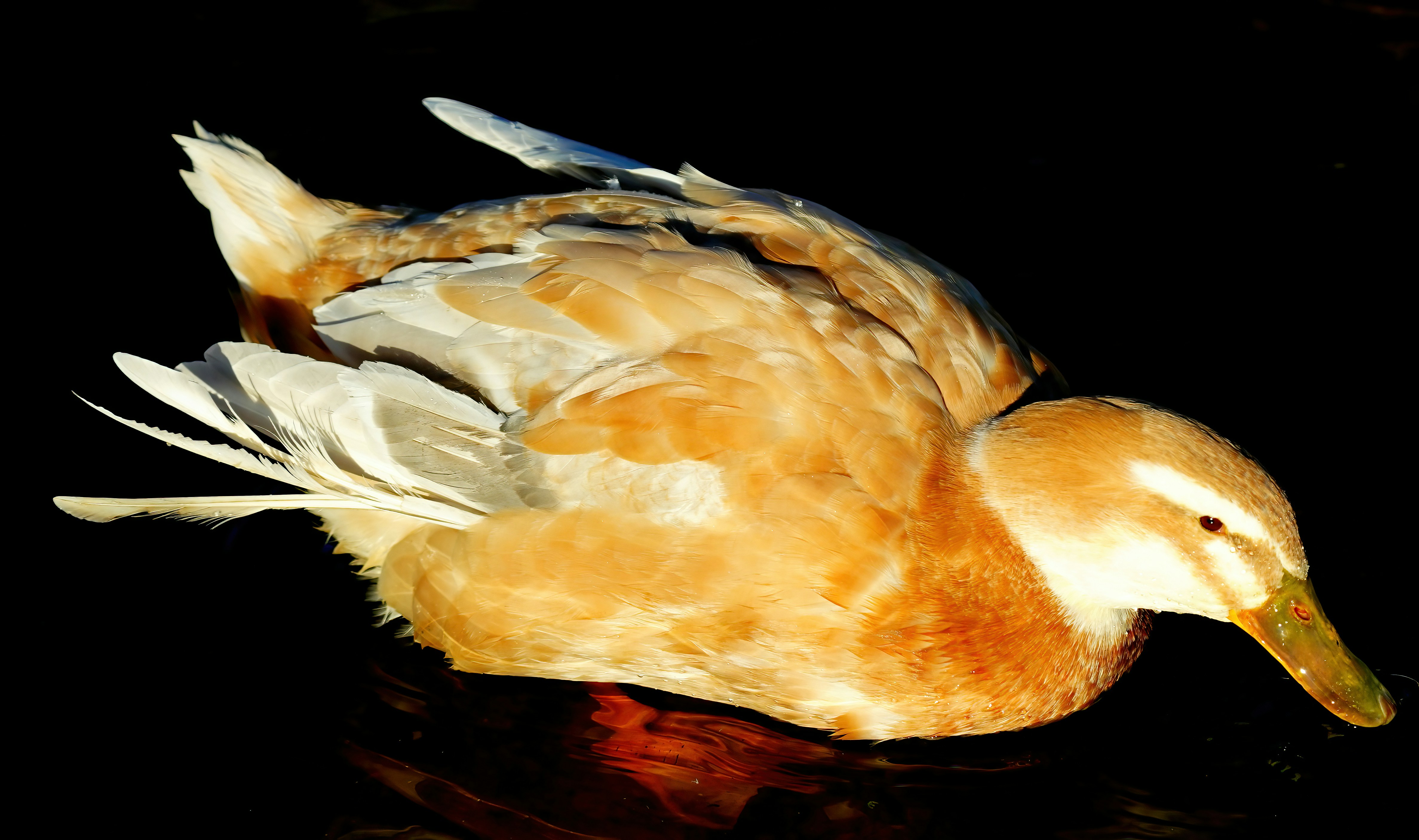 a duck floating on top of a body of water