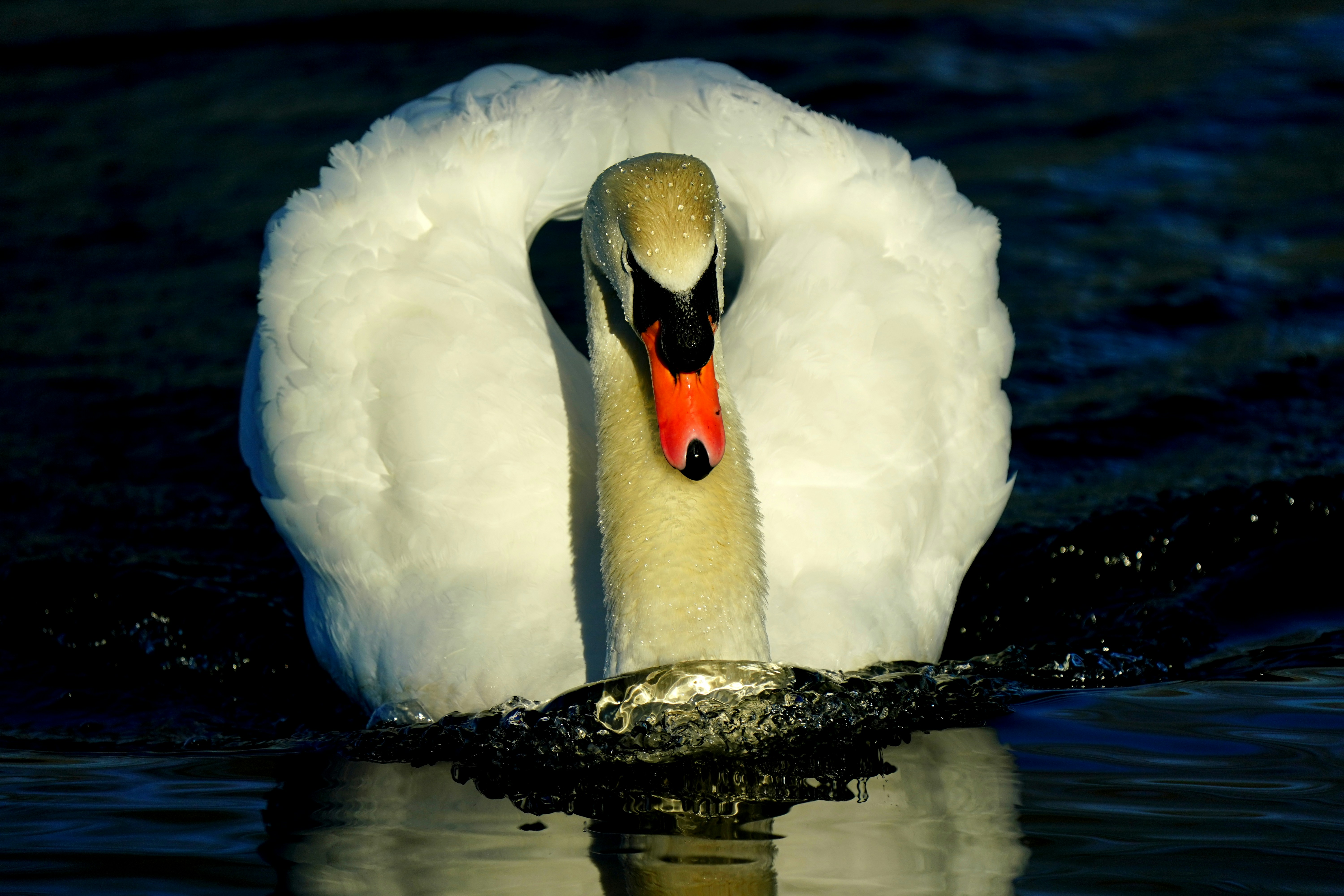 a white swan is swimming in the water