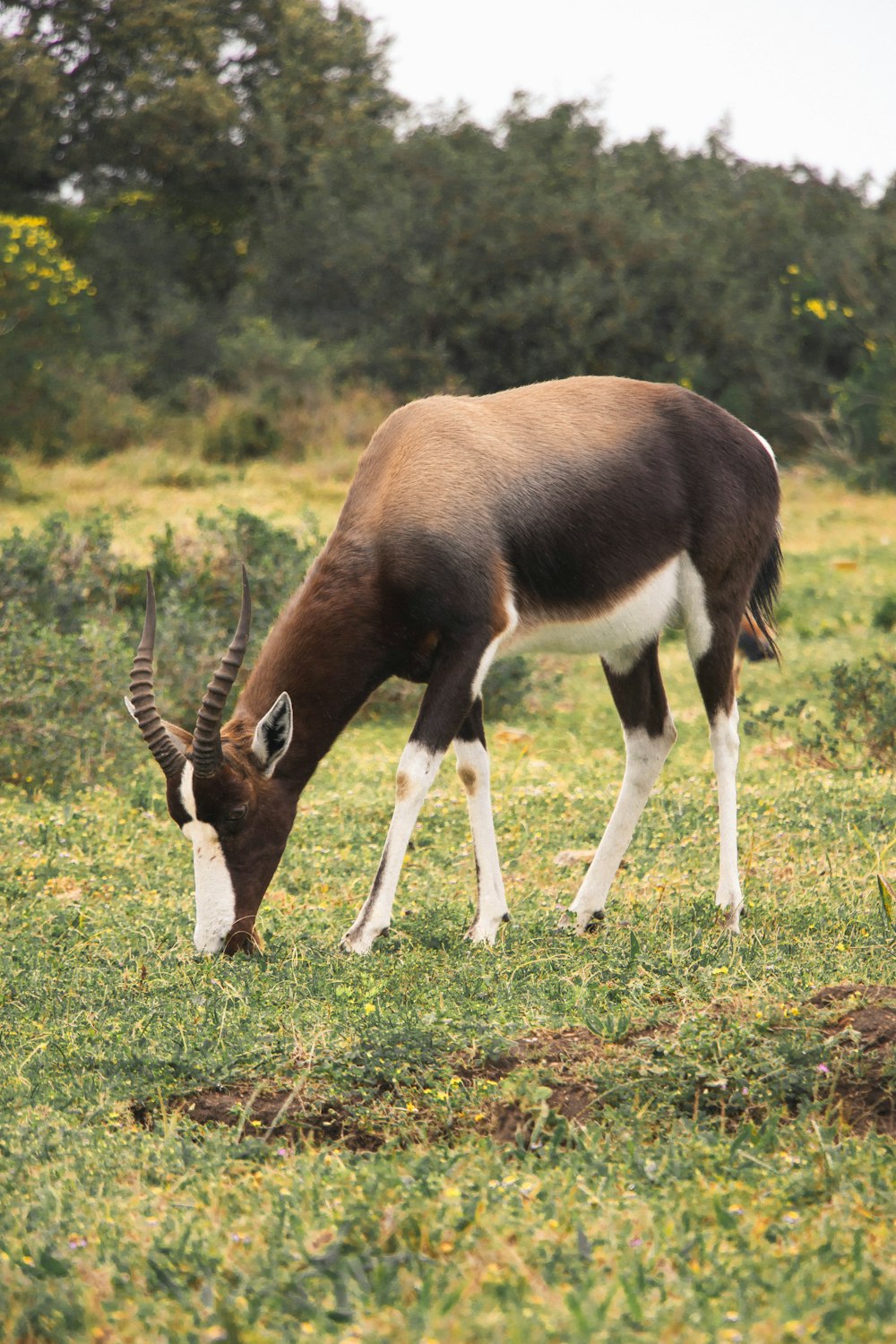 an antelope grazing on grass in a field