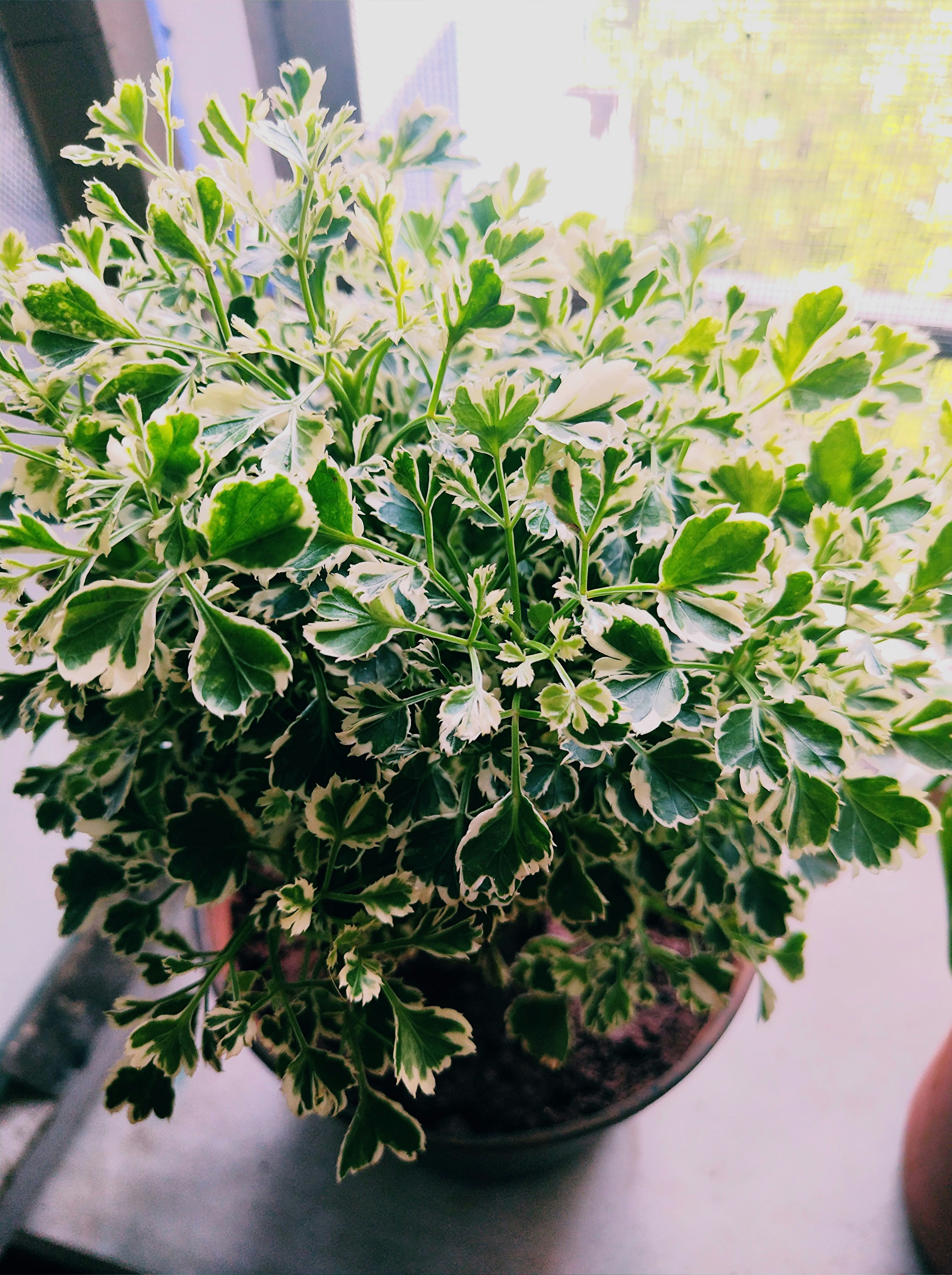 Photo by preetibgautam