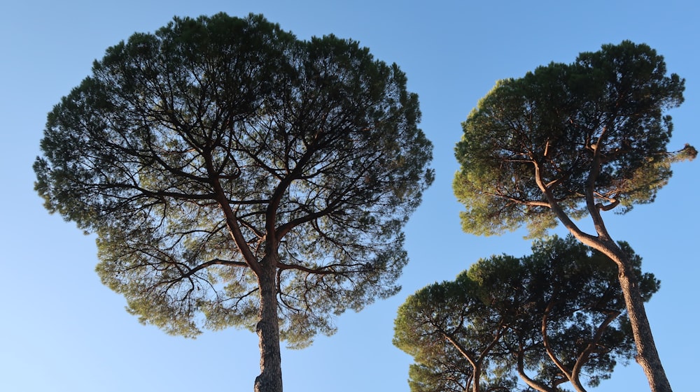 three tall pine trees against a blue sky