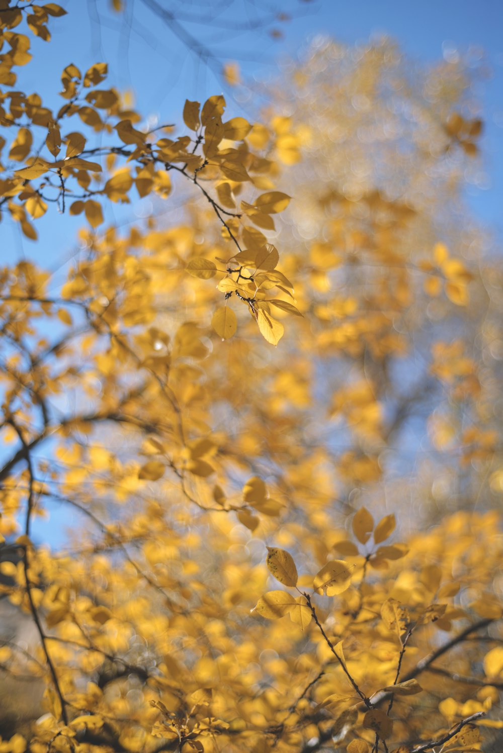 a tree with yellow leaves and a blue sky in the background