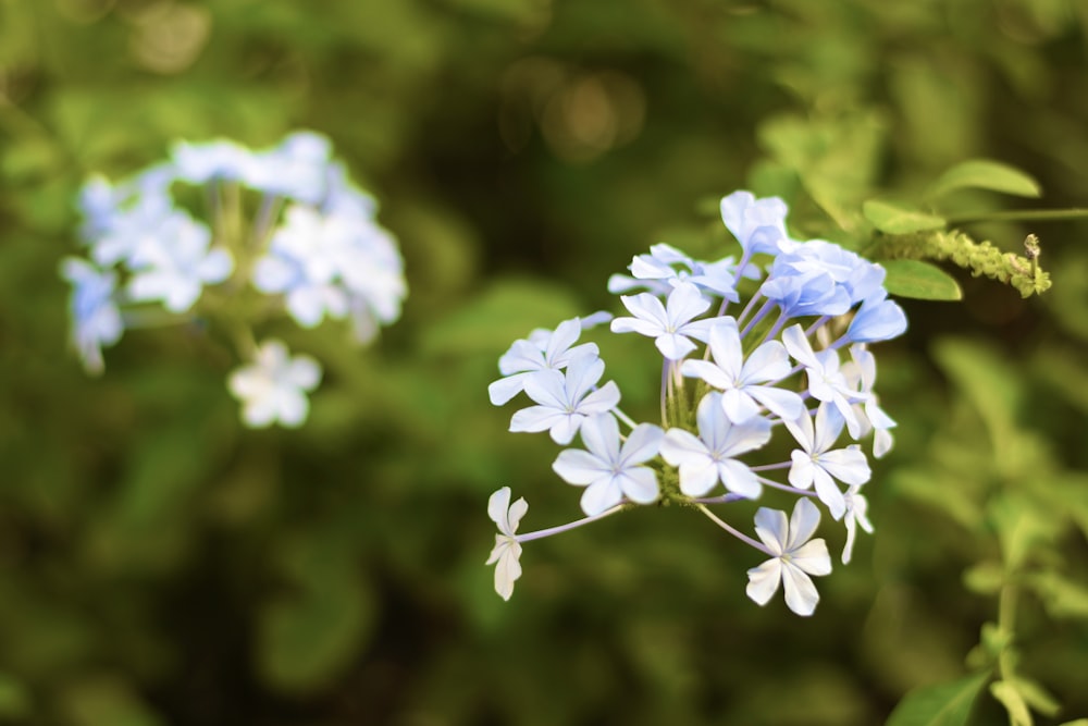 a bunch of blue and white flowers in a field