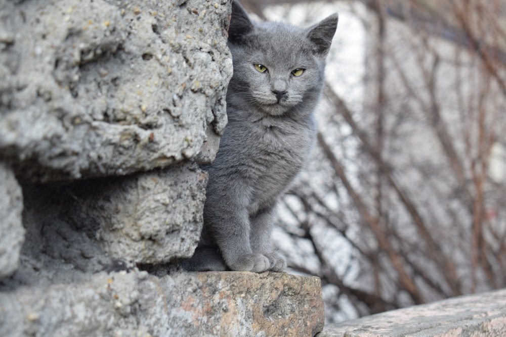 a gray cat sitting on top of a rock