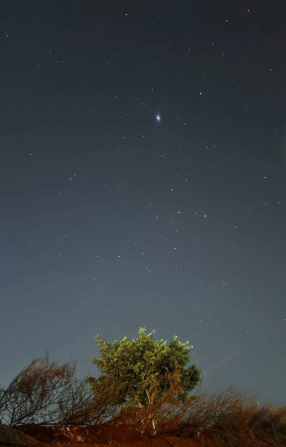 a lone tree in the middle of a desert at night