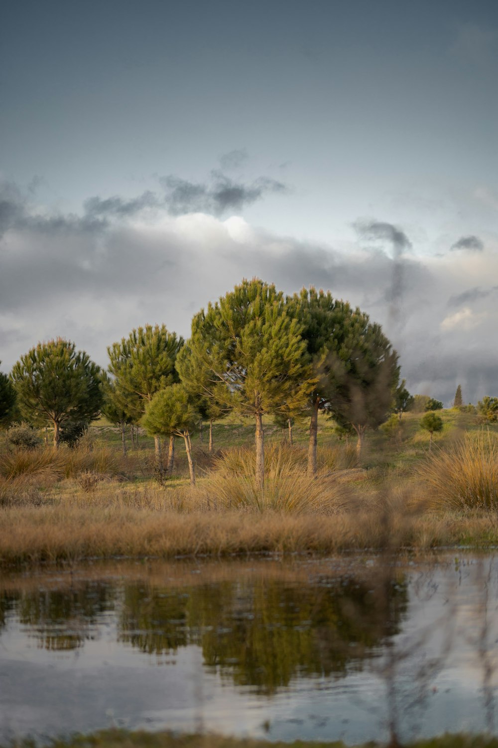 a field with trees and a body of water