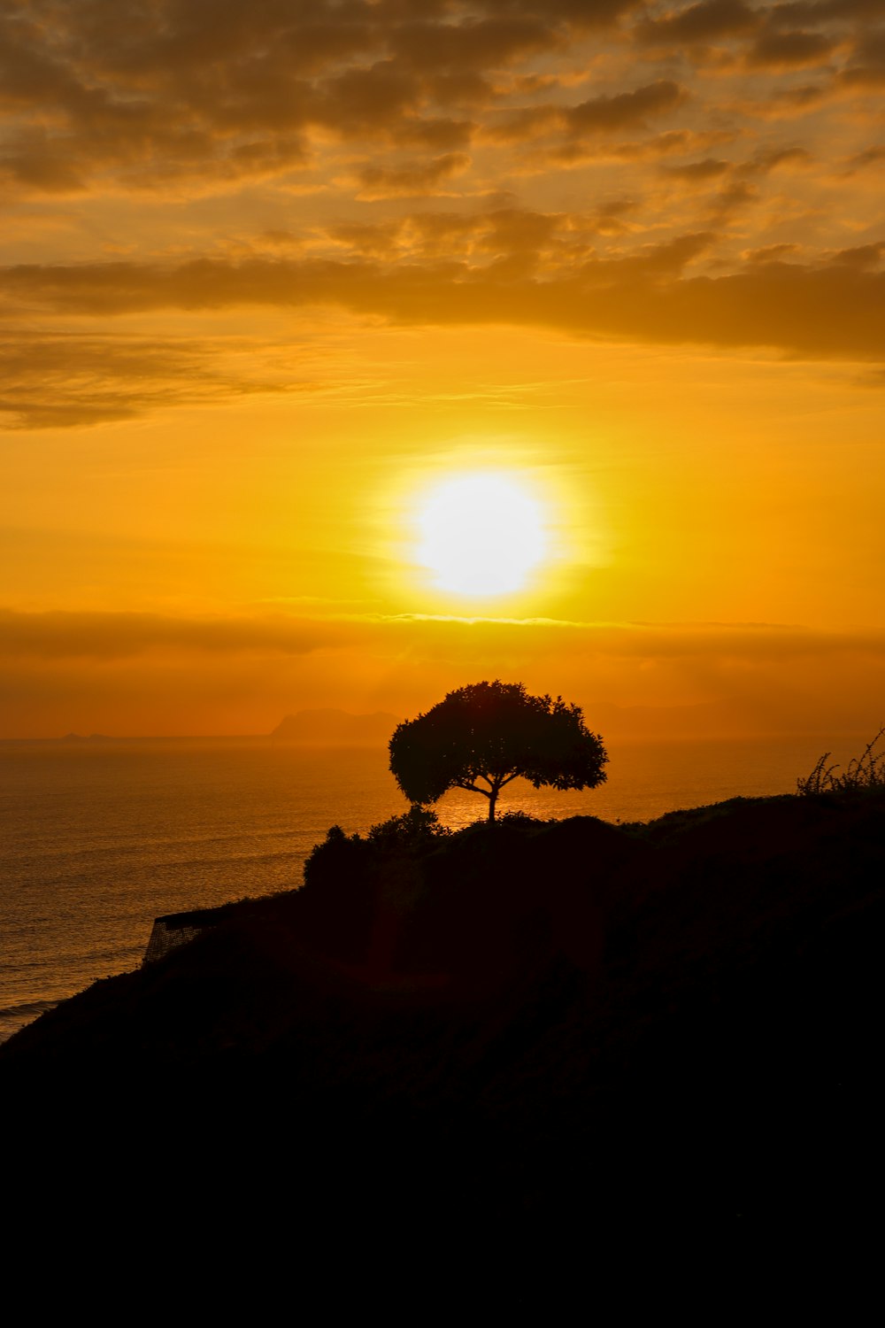 a lone tree on a hill at sunset